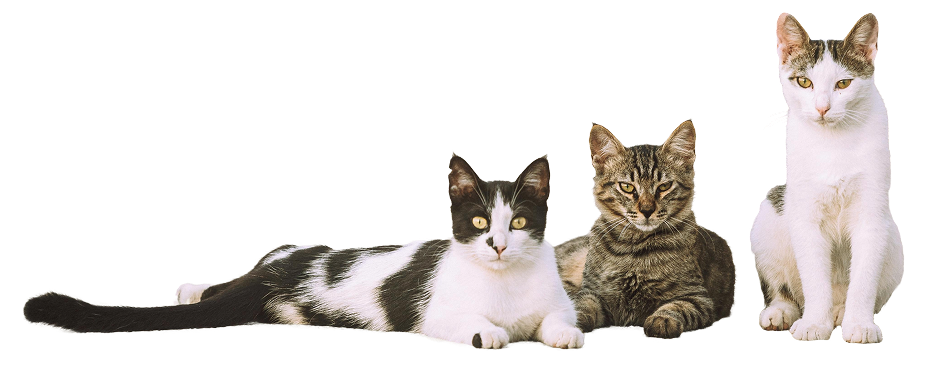 Cat 1