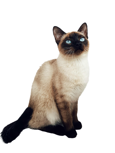 siamesecat