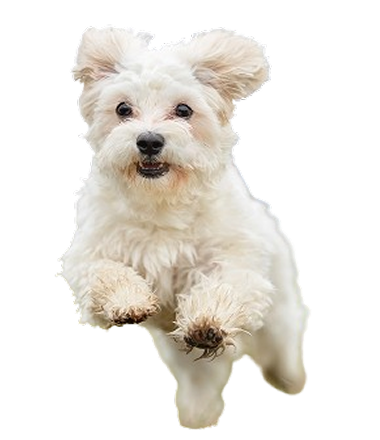 Dog 1