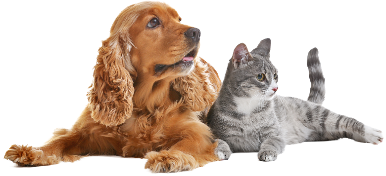 Contact Pet