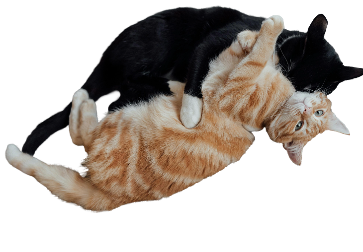 Cat 1