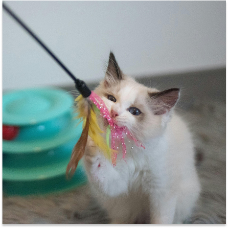 Cat 4