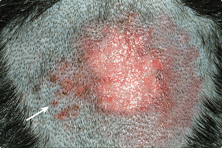 Dog Skin Diseases