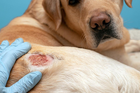 Dog Skin Diseases