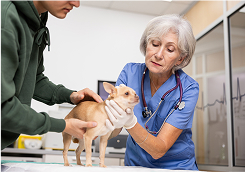 Dog Banner