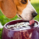Nutrients Icon