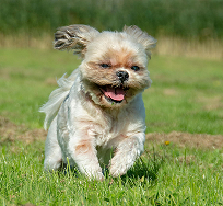 Dog Image