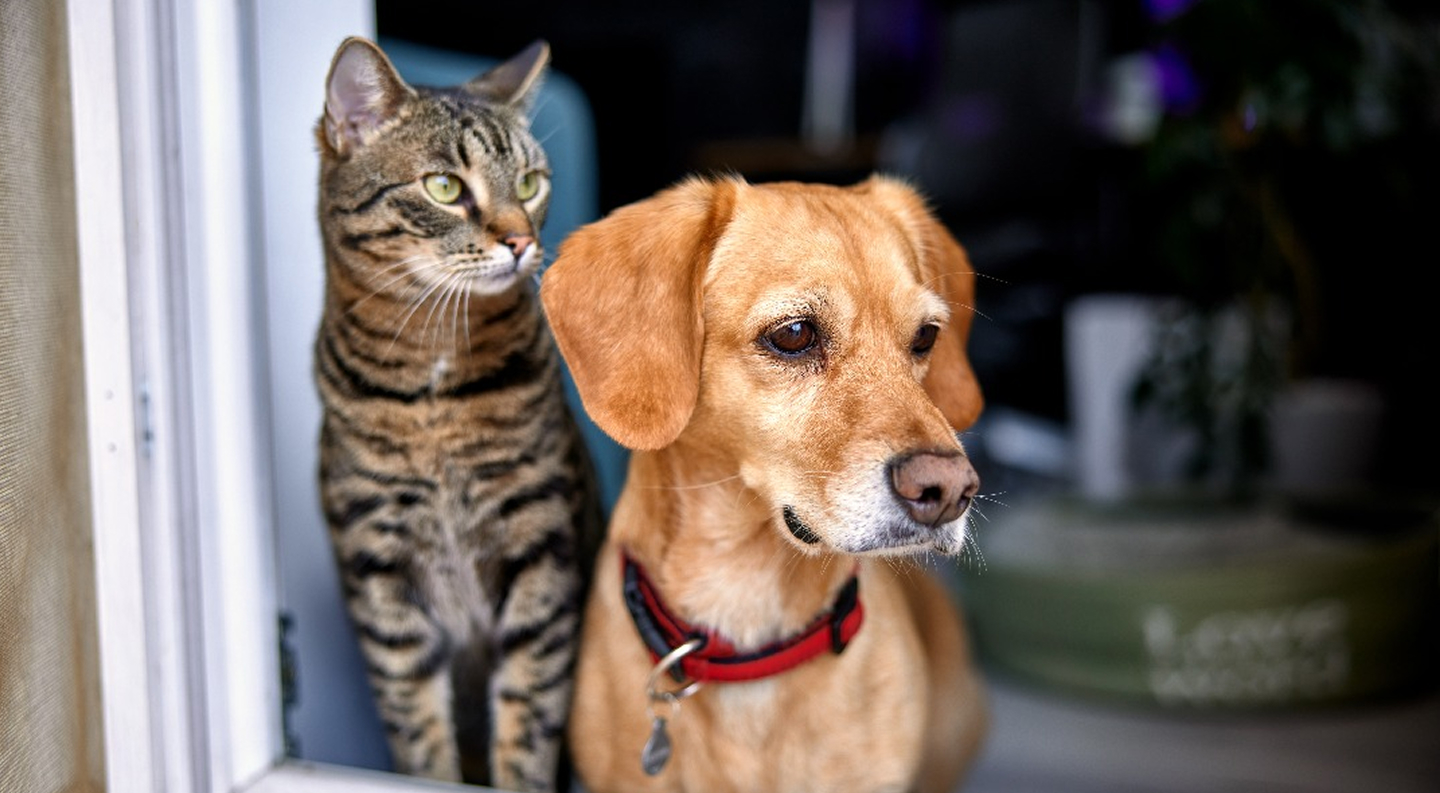 catdog 1