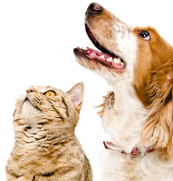 Catdog