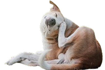 Excessive Scratching